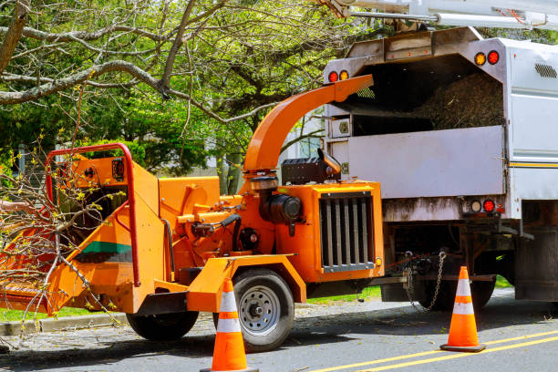 Dead Tree Removal in Milford Mill, MD